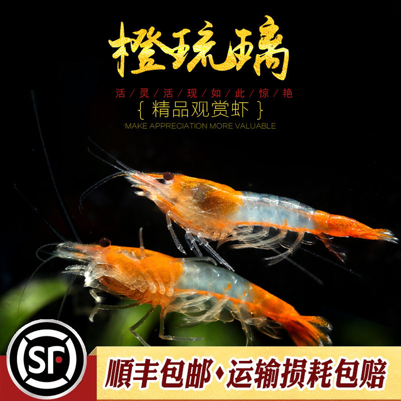 橙琉璃虾淡水冷水观赏宠物虾橙红色琉璃米虾橘黄色玻璃透明虾活体