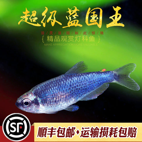 蓝凯瑞灯超级蓝国王草缸改良灯鱼