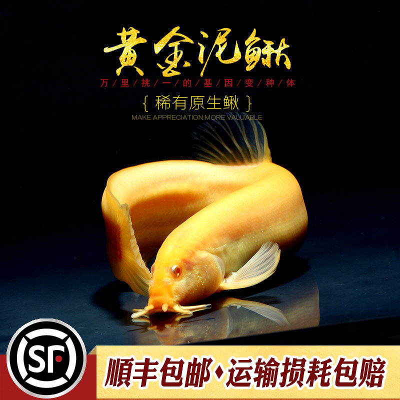 白化红眼原生风水鱼泥鳅图片