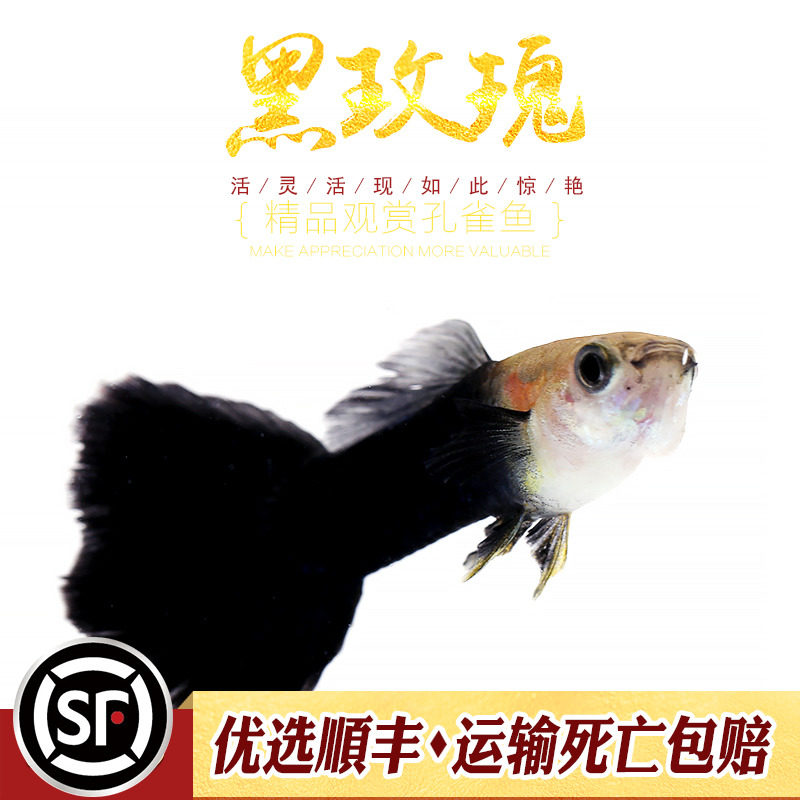 黑玫瑰孔雀鱼精品纯种黑色玫瑰孔雀鱼圆尾黑礼服热带鱼观赏鱼活体