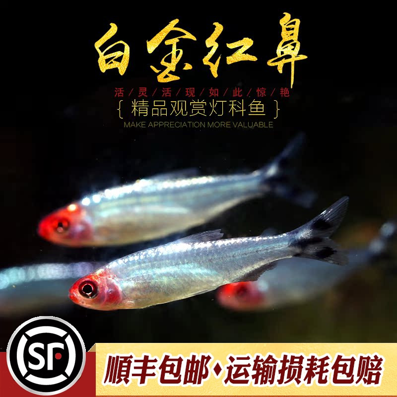 红鼻剪刀白化群游大王活体