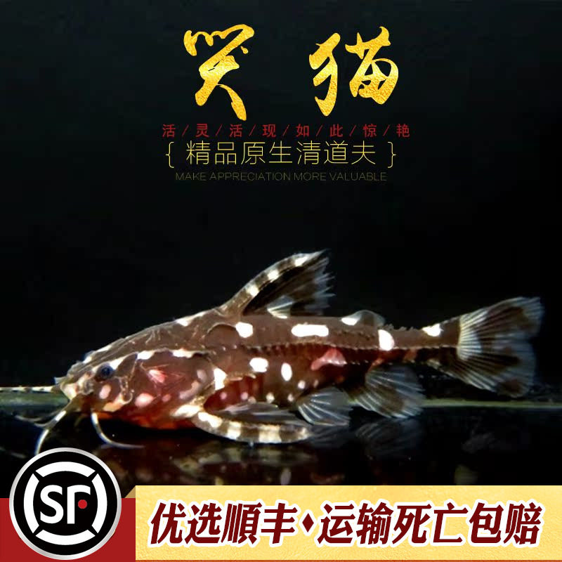 哭猫鱼热带底栖鱼斑点鲶科鱼笑猫爱吃垃圾清理鱼缸残渣工具鱼活体