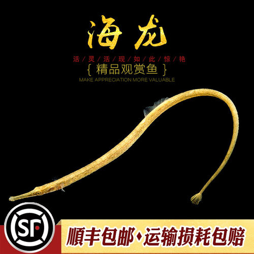 趴趴淡化红腹热带定水发货龙鱼