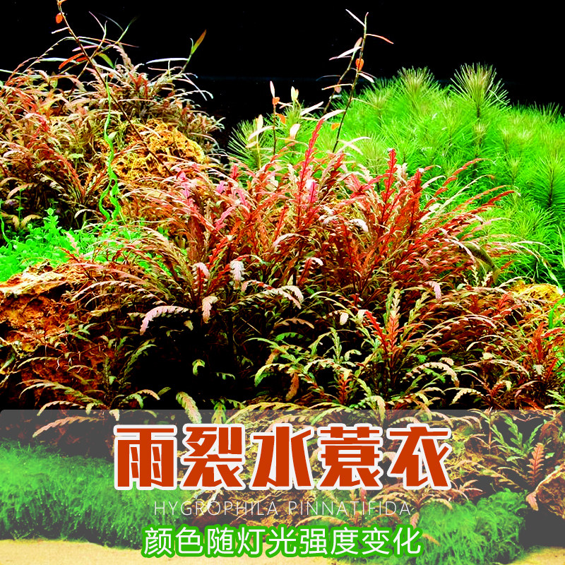 雨裂水草羽裂水蓑衣依蝶水族百搭中后景造景可绑沉木石头阳性水草