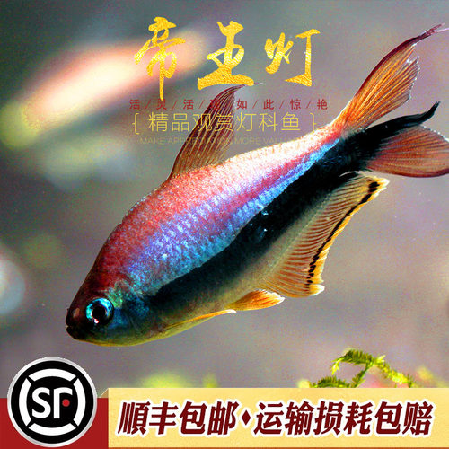 小型热带淡水鱼灯鱼活体