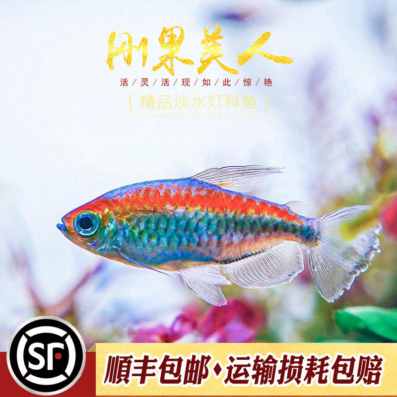 刚果美人鱼草缸非洲热带观赏鱼图片