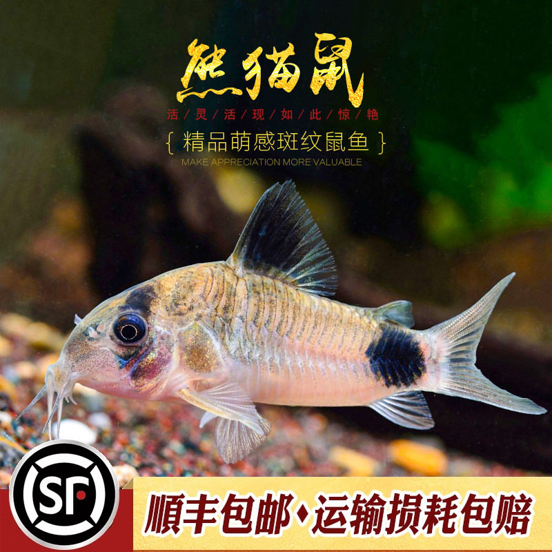熊猫鼠鱼热带鱼观赏鱼除藻鱼工具鱼吃鱼缸垃圾的老鼠鱼很萌活体鱼