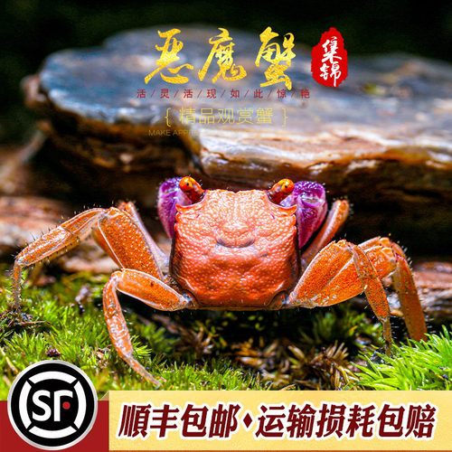 恶魔蟹网红小螃蟹稀有小型观赏蟹