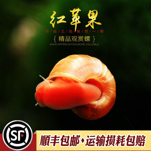 红苹果水草缸除藻清洁繁殖淡水