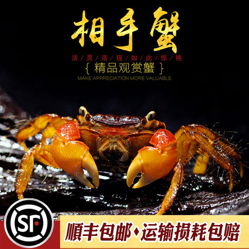 观赏陆生宠物活体红螯相手蟹