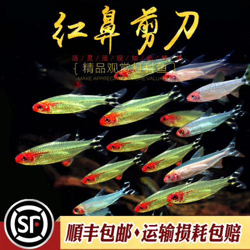 群游效果一流的小型灯科鱼