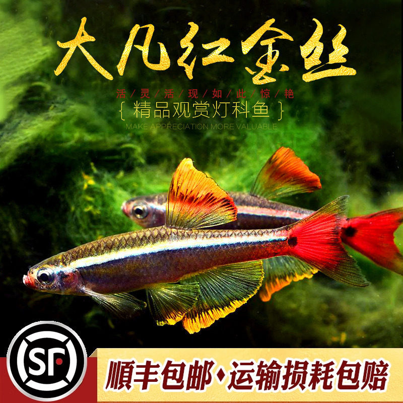 瑰丽金丝改良基因群游鱼水族乡图片
