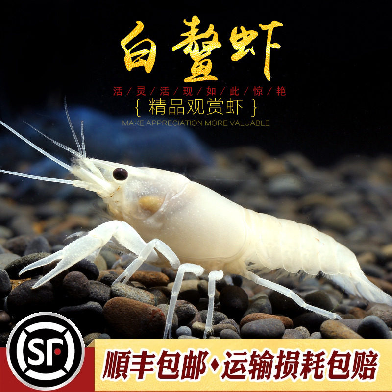 白鳌虾观赏虾宠物虾淡水龙虾蓝鳌橘鳌白玉雪鳌淡水小螯虾草缸活体