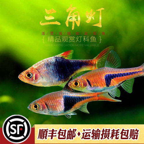 大三角小型灯科鱼水族乡