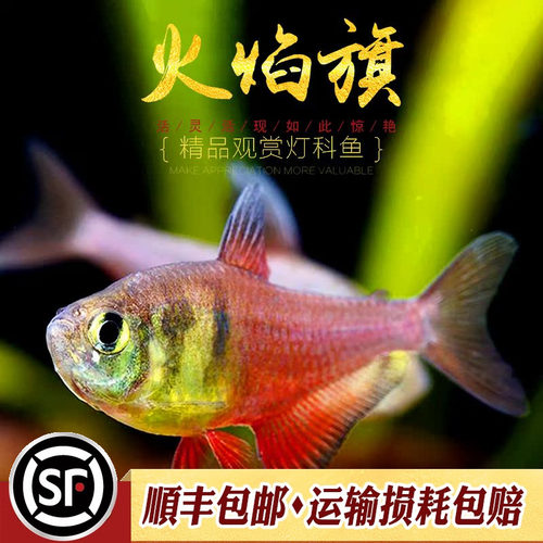 群游观赏红黑火焰扯旗活体热带鱼