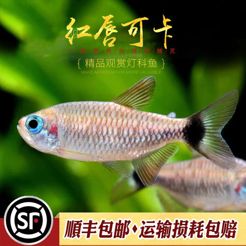 红唇可卡灯科鱼热带观赏小型群游南美高端稀有黄金红月可卡灯活体 - 封面