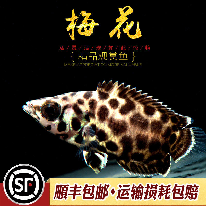 梅花攀鲈鱼非洲热带观赏鱼刚果枯叶鱼小型飞船好养活泼小鱼活体