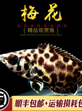 梅花飞船鱼南美进口小型