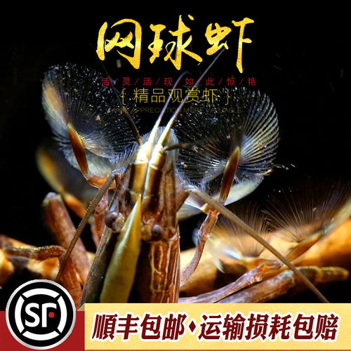 木纹网球虾中大型除藻虾