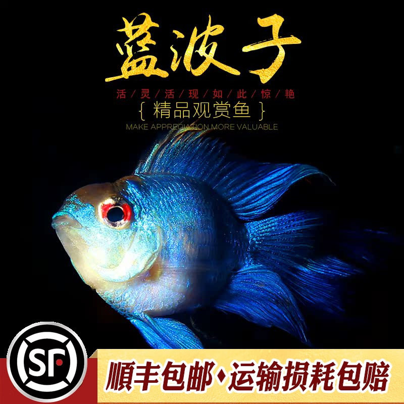 蓝波子鱼热带观赏小鱼荷兰凤凰短鲷鱼宝蓝阿凡达兰波金波子鱼活体