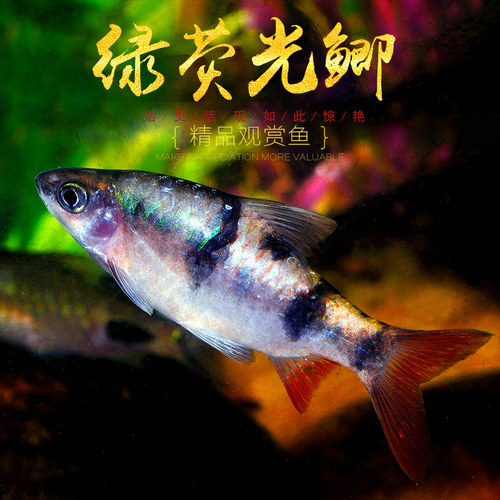 红尾荧光印尼进口大帆熊猫鲫鱼