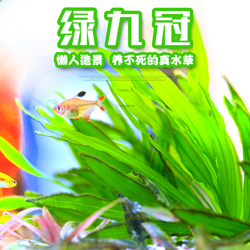 绿叶九冠新手懒人淡水中后景草