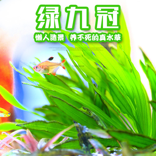 绿叶九冠新手懒人淡水中后景草