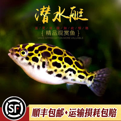 深水炸弹观赏鱼活体金娃娃河豚