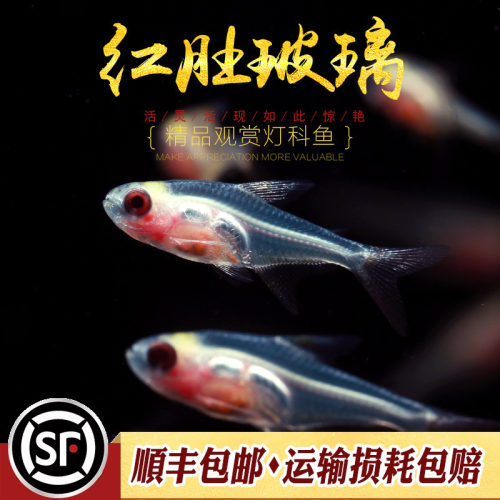 淡水草缸透明七彩扯旗热带观赏鱼