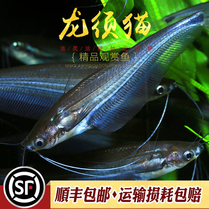 龙须猫泰国进口玻璃体透明四须猫海象草缸热带淡水鱼观赏灯鱼活体