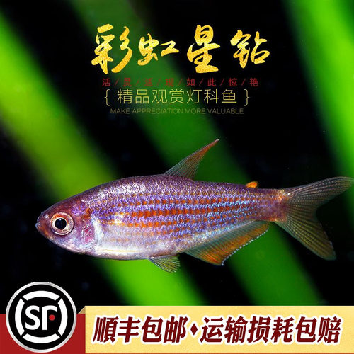 南美小型热带灯科鱼彩虹星钻灯