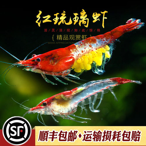 红琉璃虾水草鱼缸水族箱除藻宠物活体热带淡水观赏工具小型米虾 - 封面