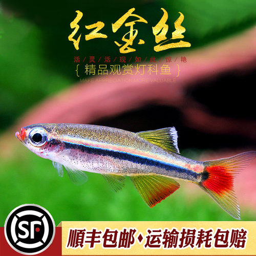 红金丝灯科鱼冷水鱼活体小型鱼
