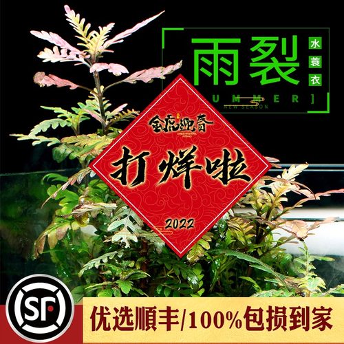水蓑衣价格 水蓑衣图片 星期三