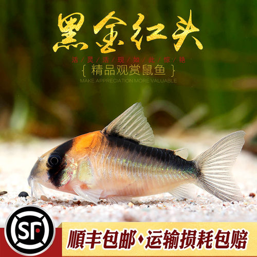 南美黑金红头鼠鱼活体清洁鱼