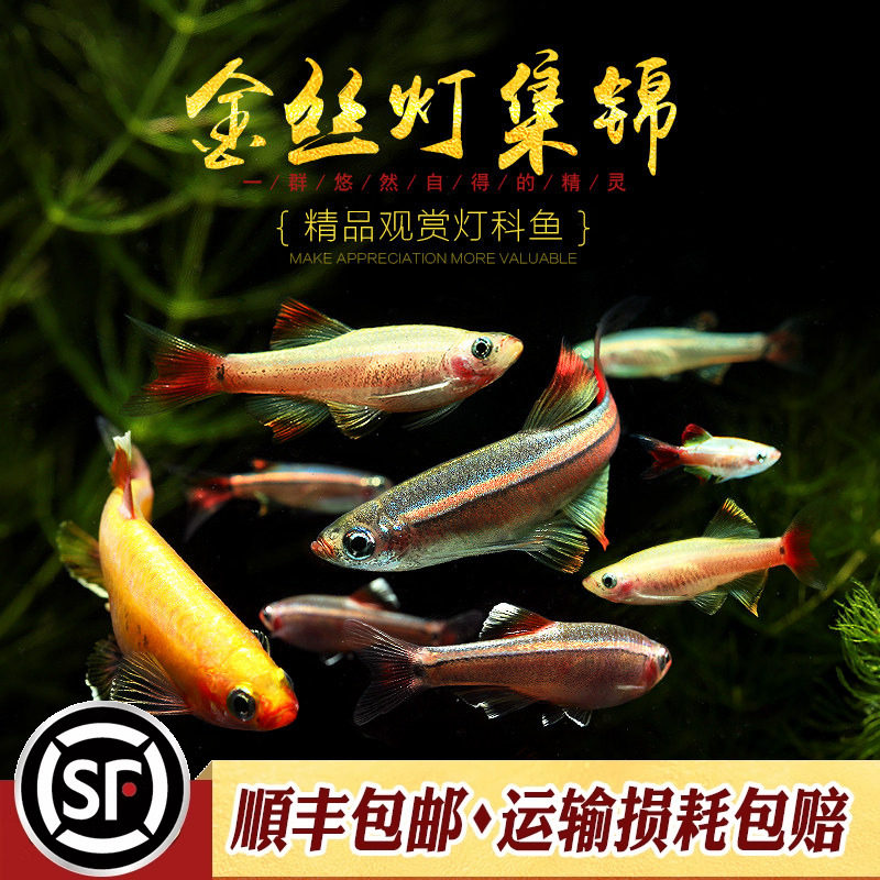 白云金丝鱼原生冷水鱼小型群游灯鱼瑰丽火焰鹤山林氏细鲫金丝灯鱼