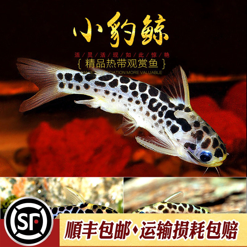 小豹南美稀有斑点奶牛豹鲸