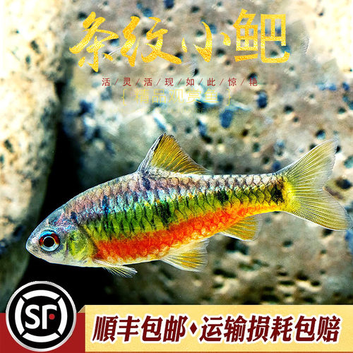 条纹小巴二须小鲃鱼七星鲫原生淡水观赏鱼原生小鲅小巴耐寒活体鱼 - 封面