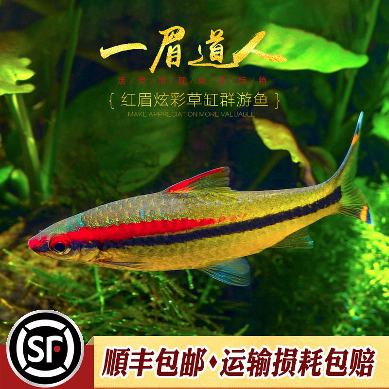 人工一眉道人热带宠物观赏鱼灯科鱼淡水草缸小型鱼红眉道人活体