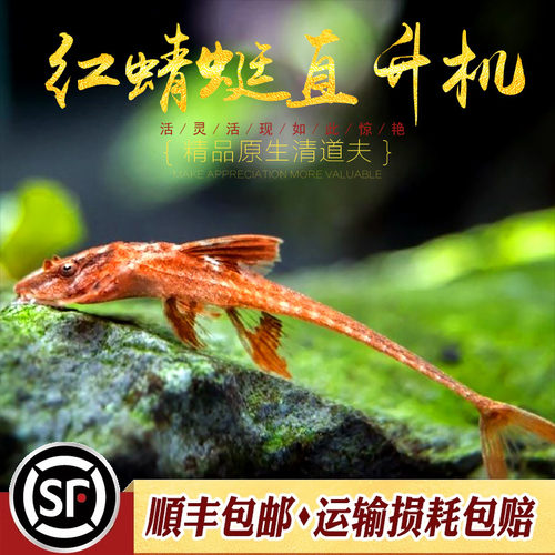 红蜻蜓适用直升机鱼清道夫工具鱼