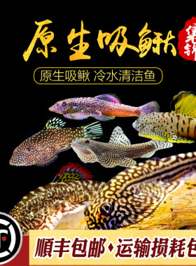 鱼缸清洁工具鱼 琵琶鳅 吸鳅提琴鱼观赏鱼活体冷水原生鱼工具鱼