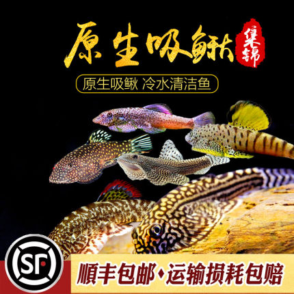鱼缸清洁工具鱼 琵琶鳅 吸鳅提琴鱼观赏鱼活体冷水原生鱼工具鱼