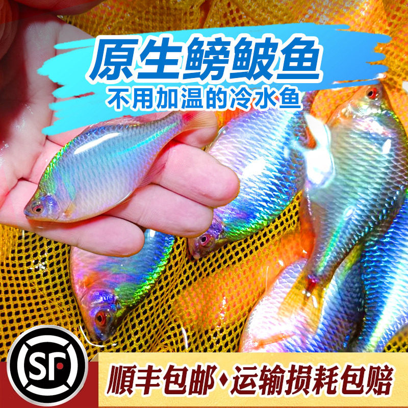 高体鳑鲏鱼淡水原生冷水鱼新手入门七彩旁皮水草缸耐寒观赏鱼活体
