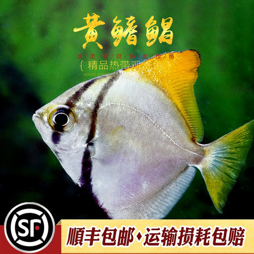 黄鳍珊瑚神仙海水鱼淡化人工繁育