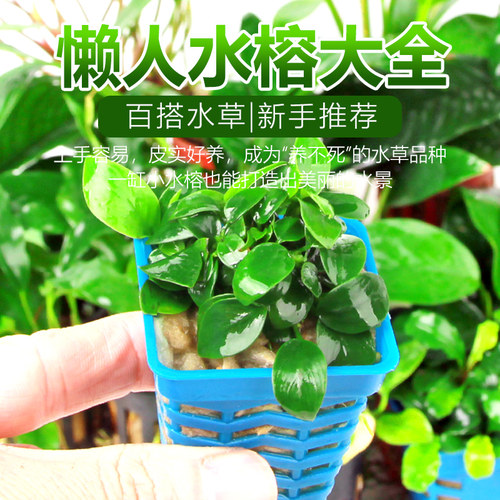 水榕蓝精灵丹麦瓦利斯尖叶阴性草