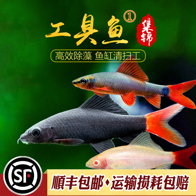 高效彩虹鲨粉红垃圾残渣活体除藻
