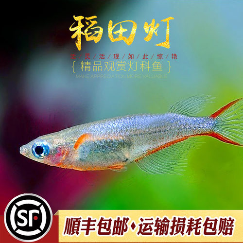 七彩稻田鱼小型灯科鱼懒人入门