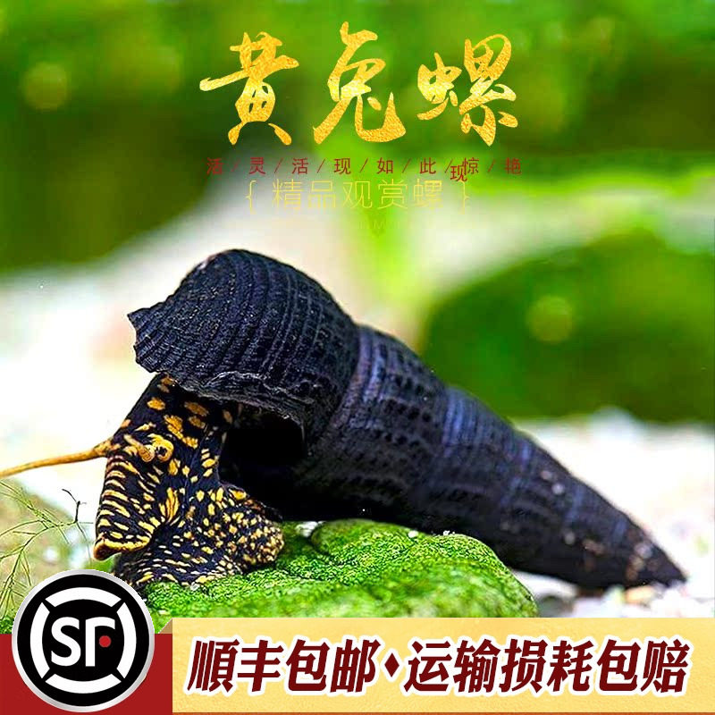 大黄兔螺淡水观赏螺进口鱼缸工具螺大蜗牛橙兔黄兔苏拉威西螺活体,宠物/宠物食品及用品,螺,淘宝优惠券,粉丝福利购,淘宝优惠卷
