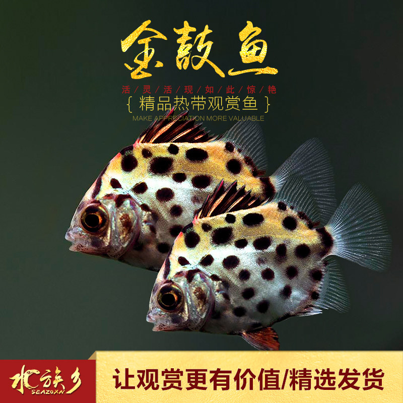 金鼓鱼价格 金鼓鱼图片 星期三