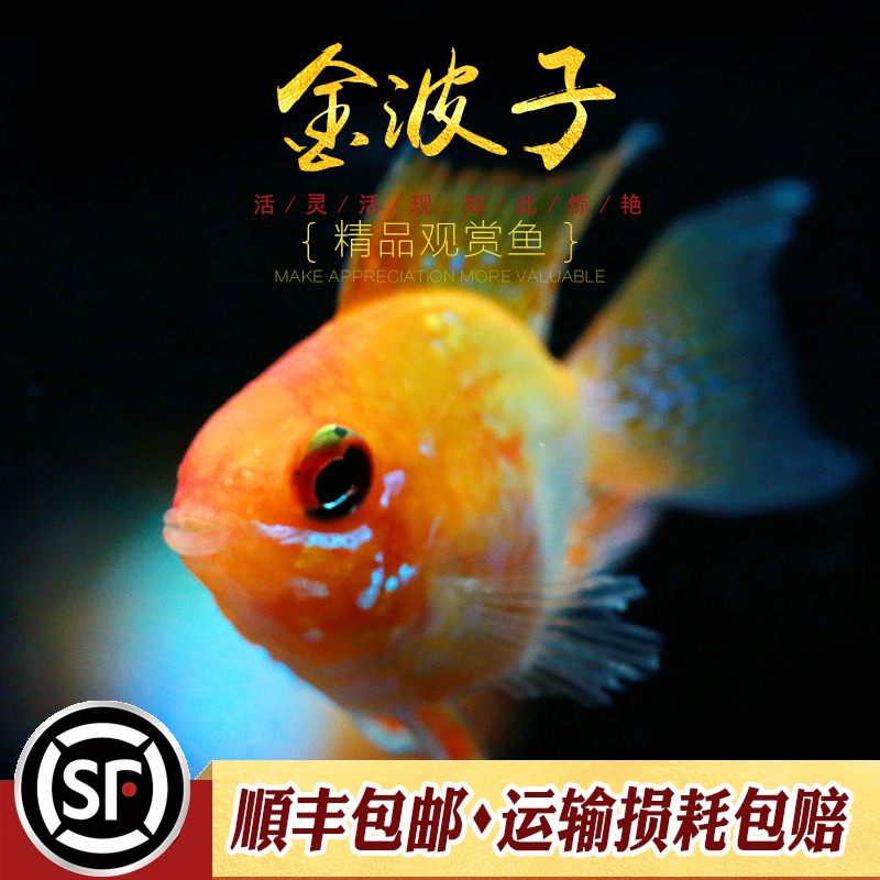 观赏鱼草缸小型短鲷鱼金波子